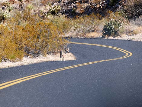 Coyote (Canis latrans)