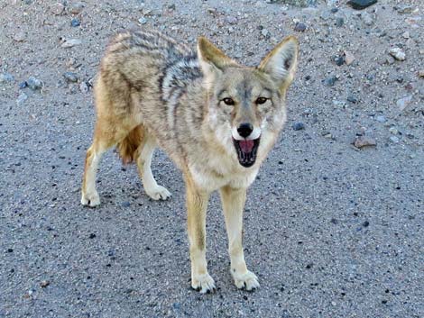 Coyote (Canis latrans)