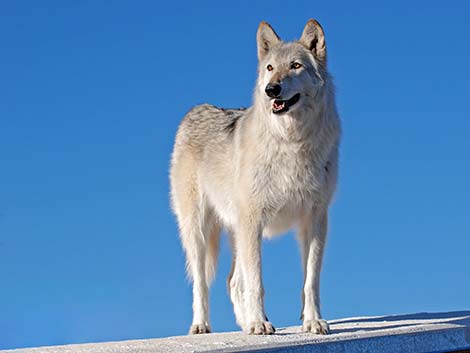 Gray Wolf (Canis lupus)