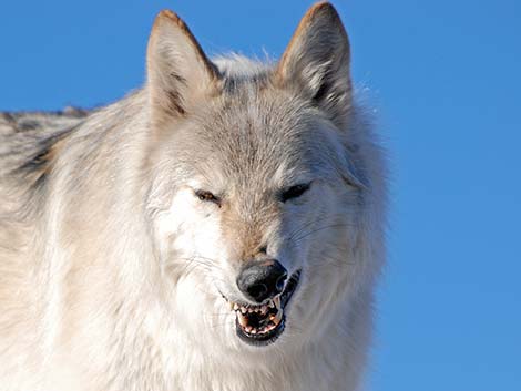 Gray Wolf (Canis lupus)