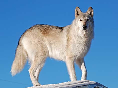 Gray Wolf (Canis lupus)