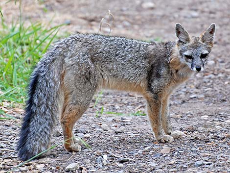 Gray Fox (Urocyon cinereoargenteus)