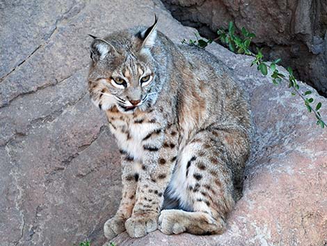 Bobcat (Lynx rufus)