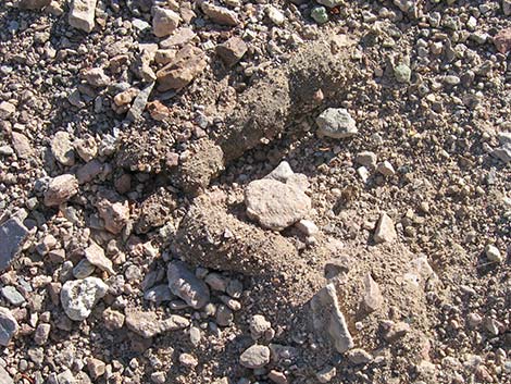 Mountain Lion (Felis concolor) scat