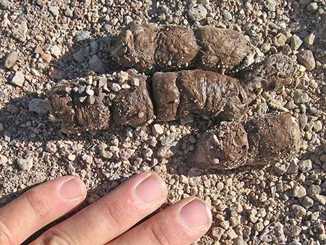 Mountain Lion (Felis concolor) scat