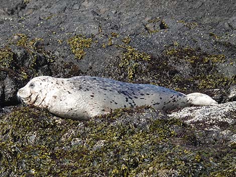 Harbor Seal (Phoca vitulina)