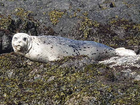 Harbor Seal (Phoca vitulina)