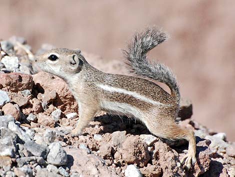 Harris' Antelope Squirrel (Ammospermophilus harrisii)