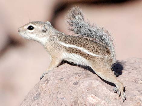 Harris' Antelope Squirrel (Ammospermophilus harrisii)