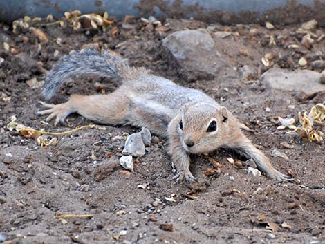 White-tailed Antelope Squirrel (Ammospermophilus leucurus)