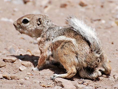 White-tailed Antelope Squirrel (Ammospermophilus leucurus)