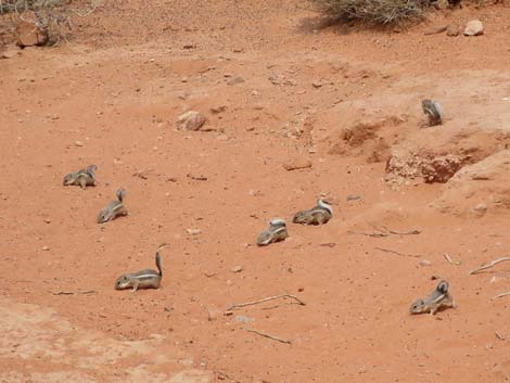 White-tailed Antelope Squirrel (Ammospermophilus leucurus)