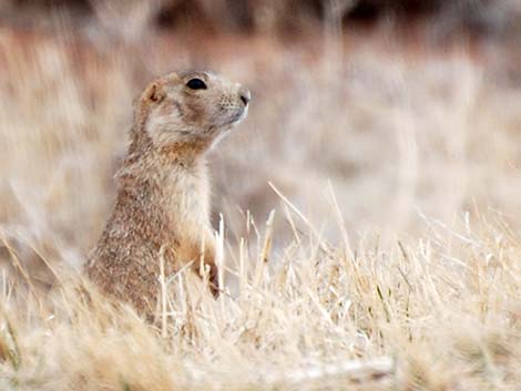 Gunnison's Prairie Dog (Cynomys gunnisoni)