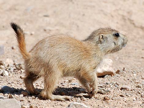 Black-tailed Prairie Dog (Cynomys ludovicianus)