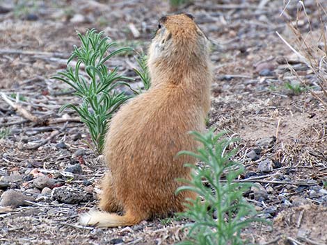 Utah Prairie Dog (Cynomys parvidens)