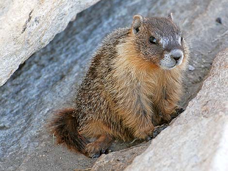 Yellow-bellied Marmot (Marmota flaviventris)