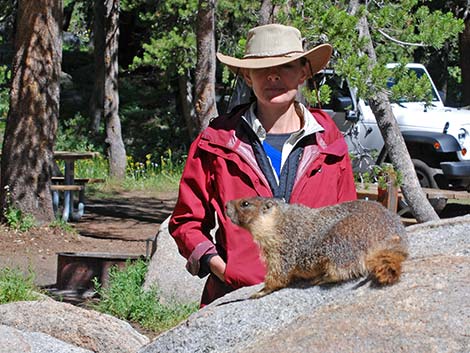 Yellow-bellied Marmot (Marmota flaviventris)