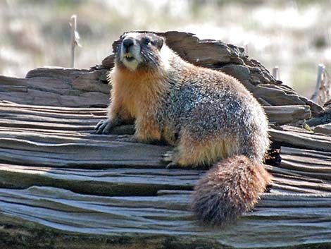 Yellow-bellied Marmot (Marmota flaviventris)