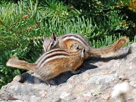 Olympic Chipmunk (Neotamias amoenus caurinus)