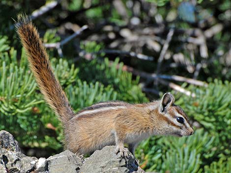 Olympic Chipmunk (Neotamias amoenus caurinus)