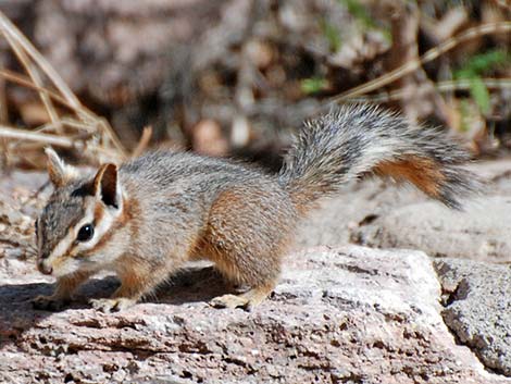 Cliff Chipmunk (Neotamias dorsalis)