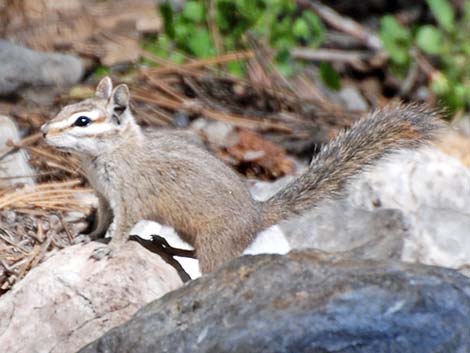 Cliff Chipmunk (Neotamias dorsalis grinnelli)