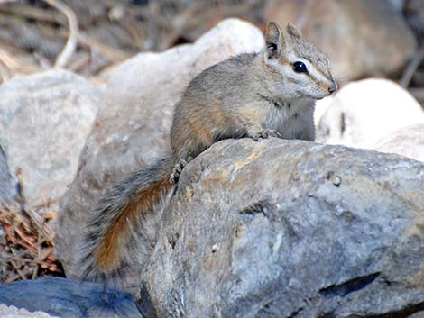 Cliff Chipmunk (Neotamias dorsalis)