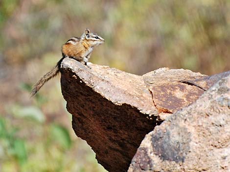 Least Chipmunk (Neotamias minimus)