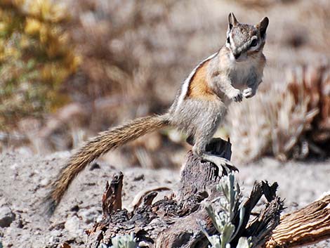 Least Chipmunk (Neotamias minimus)