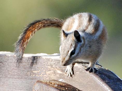 Charleston Mountain Chipmunk (Neotamias palmeri)