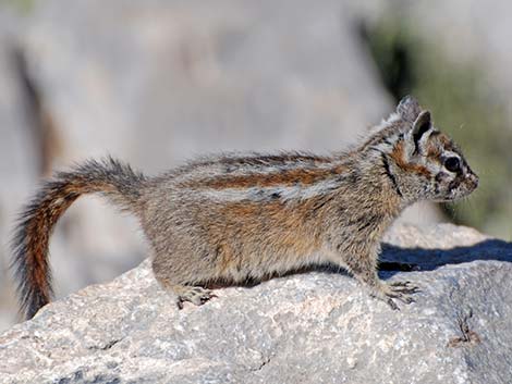 Charleston Mountain Chipmunk (Neotamias palmeri)