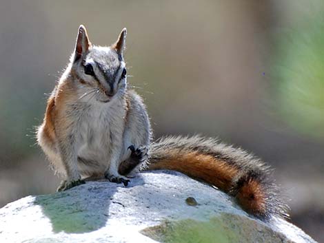 Panamint Chipmunk (Neotamias panamintinus)