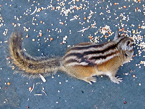 Colorado Chipmunk (Neotamias quadrivittatus)