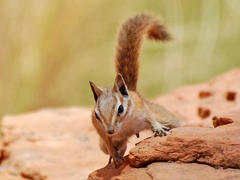 Hopi Chipmunk (Neotamias rufus)