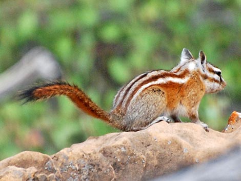 Hopi Chipmunk (Neotamias rufus)