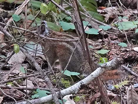 Siskiyou Chipmunk (Neotamias siskiyou)