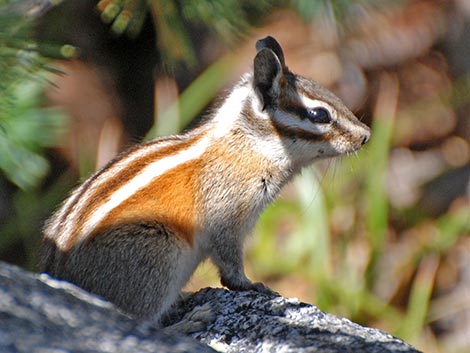 Lodgepole Chipmunk (Neotamias speciosus)