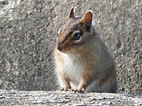 Townsend's Chipmunk (Neotamias townsendii)