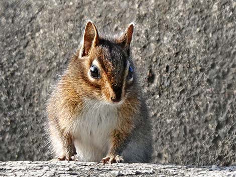 Townsend's Chipmunk (Neotamias townsendii)