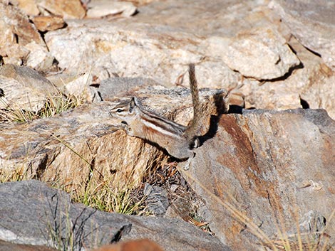 Uinta Chipmunk (Neotamias umbrinus)