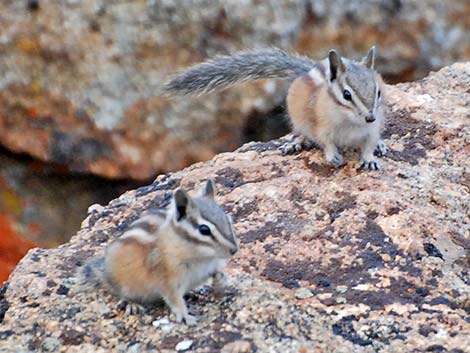 Uinta Chipmunk (Neotamias umbrinus)