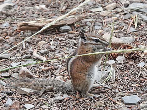 Uinta Chipmunk (Neotamias umbrinus)