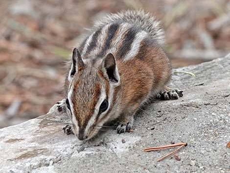 Uinta Chipmunk (Neotamias umbrinus)