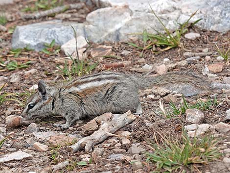 Uinta Chipmunk (Neotamias umbrinus)