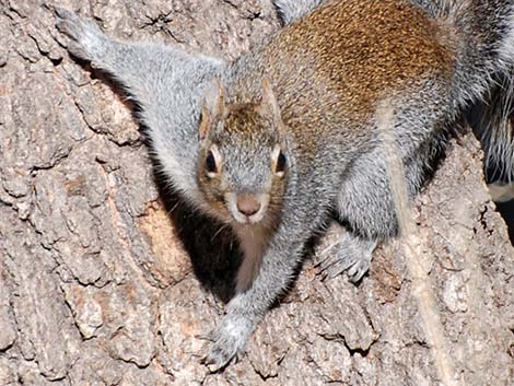 Arizona Gray Squirrel (Sciurus arizonensis)