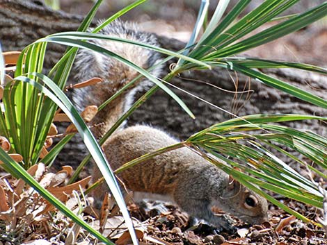 Eastern Gray Squirrel (Sciurus carolinensis)