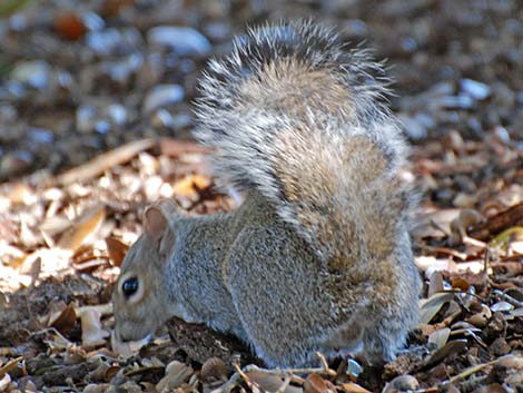 Eastern Gray Squirrel (Sciurus carolinensis)