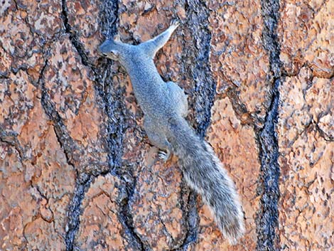 Western Gray Squirrel (Sciurus griseus)