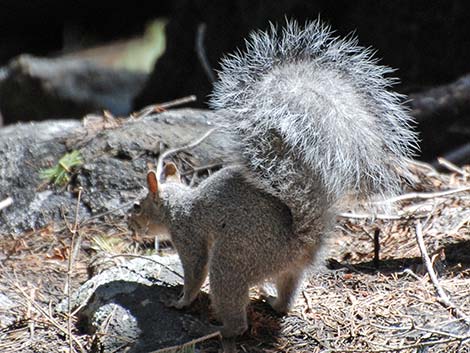 Western Gray Squirrel (Sciurus griseus)