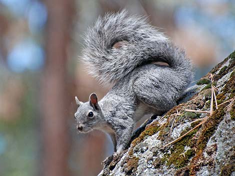 Western Gray Squirrel (Sciurus griseus)